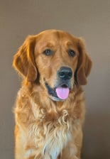 theadventuresoffinnthegolden