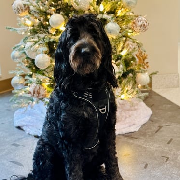 @sheeba.therapydog.psddog